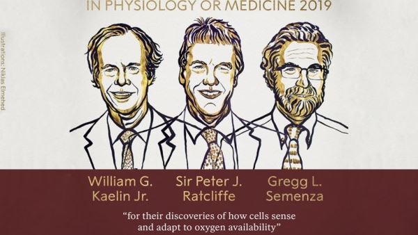 Нобелевскую премию по медицине присудили за исследование клеток