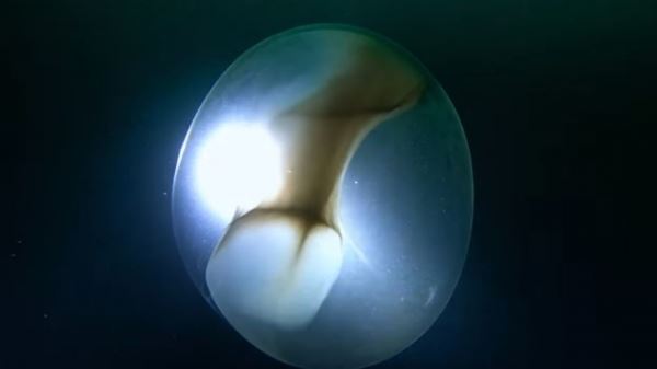 Гигантское яйцо засняли дайверы в Северном Ледовитом океане