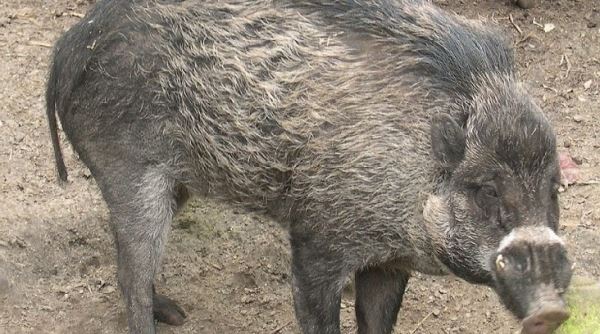 Во Франции свиньи начали использовать орудия труда, чтобы копать ямы (ВИДЕО)